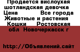Продается вислоухая шотландская девочка › Цена ­ 8 500 - Все города Животные и растения » Кошки   . Ростовская обл.,Новочеркасск г.